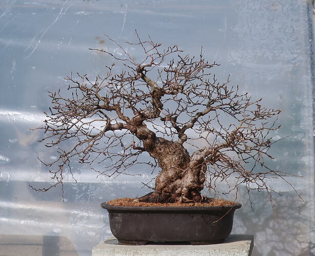 carpinus coreana 2026 03 05 (10)