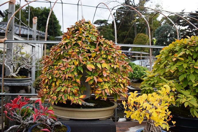 DSC_0729