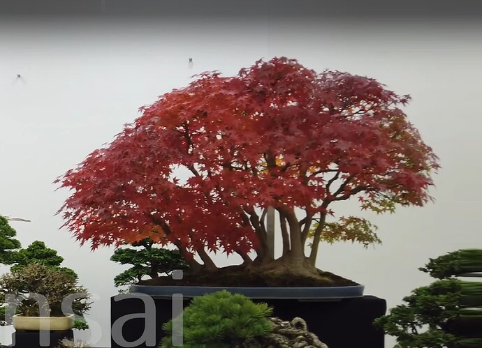 acer palmatum multitroncs03