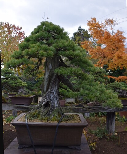 pinus pentaphylla chokkan ABE