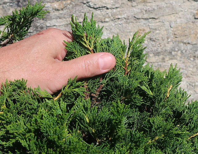 juniperus sabina 2025 06 17 (2)