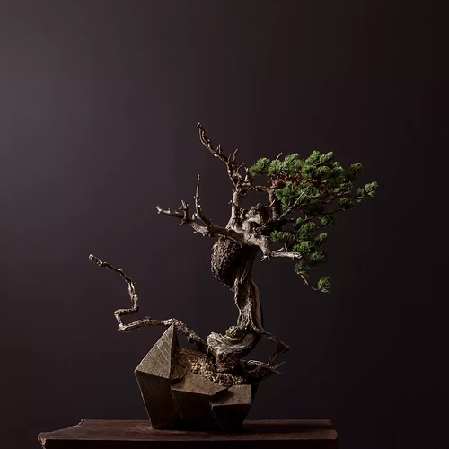 03.01.2023_####_Bristlecone Pine_Gallery Res-1.jpg