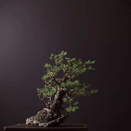 12.12.2022_No Tag_Scots Pine_Gallery Res-1.JPG