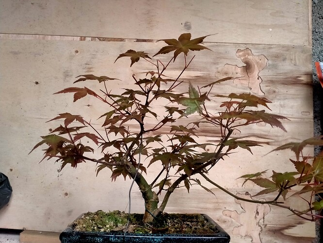 IMG20250421154101