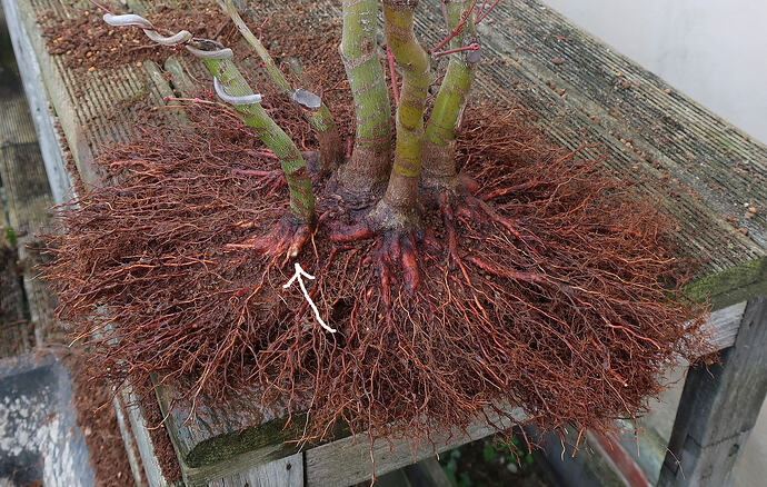 acer palmatum katsura 2024 02 15 (12virt)