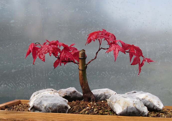 acer palmatum deshojo 2019 04 17 001