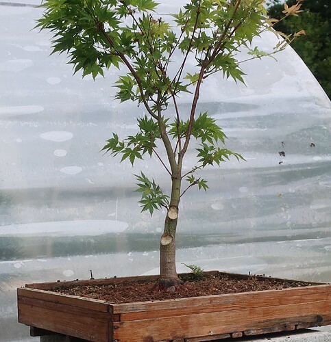 acer palmatum senkaki 2025 07 07 (8)
