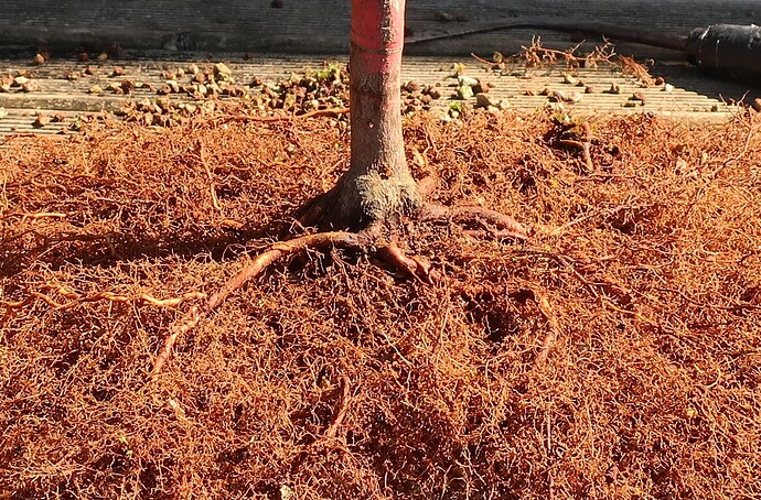 acer palmatum senkaki 2023 04 04 (4)