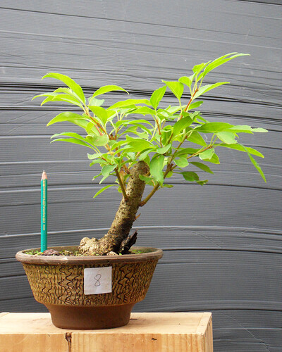 FORSYTHIA_N8