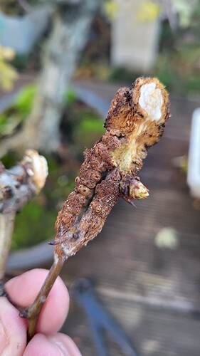 20251205_160909_resized