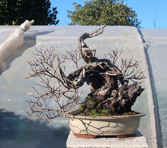 2024 11 29 Cotinus coggygria (5)