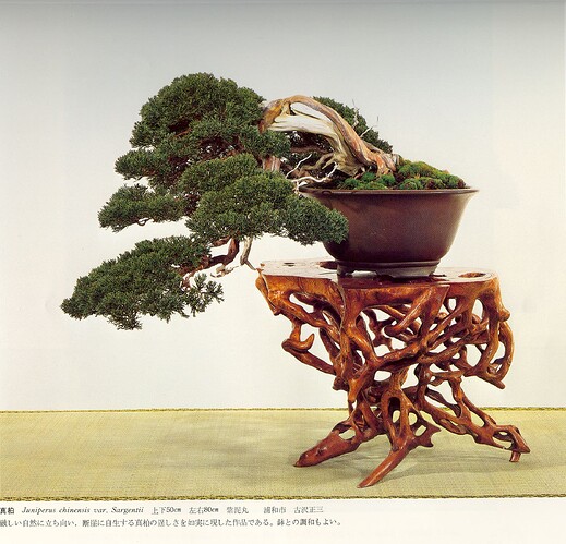 juniperus chinensis kokufu56 (1982)