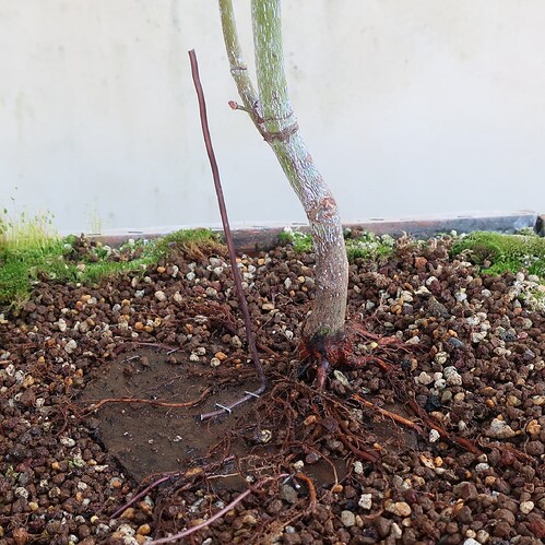 acer palmatum koto no ito 2021 02 24 (7)