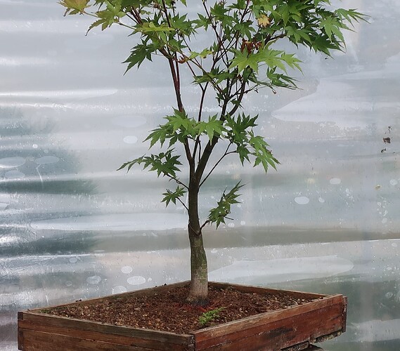 acer palmatum senkaki 2025 07 07 (12)