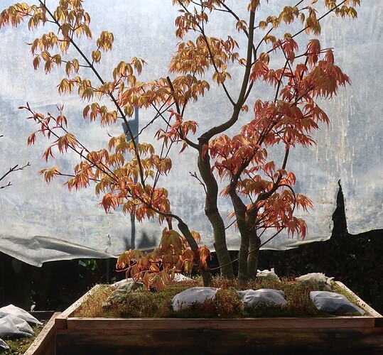 acer palmatum katsura 2025 03 17 (1)