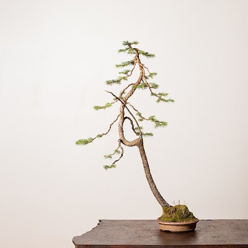 colorado-spruce-no-11-v5