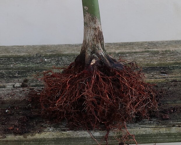 acer palmatum deshojo 2022 03 24 (7nebari)