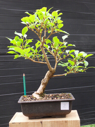 FORSYTHIA_N2