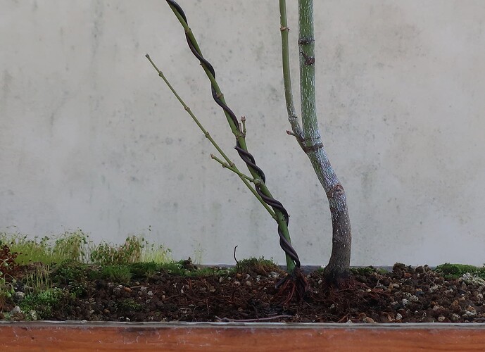 acer palmatum koto no ito 2021 02 24 (8)