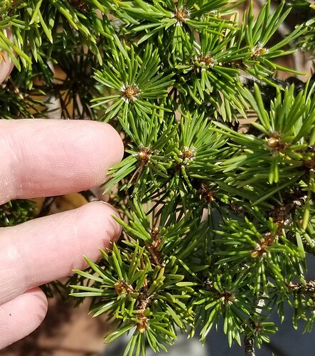 pinpin aiguilles