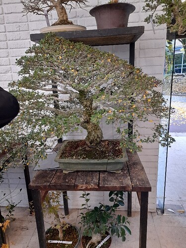 365caea8-23fe-4714-b19f-bd89967b58c3-copied-media~2