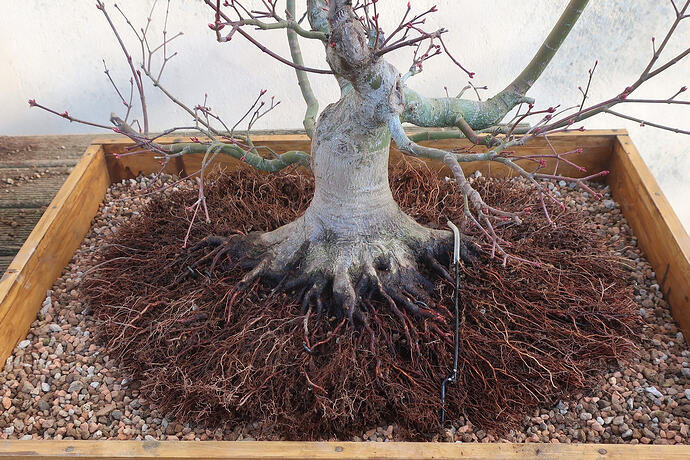 acer palmatum beni tsukasa 2026 02 25 (8)