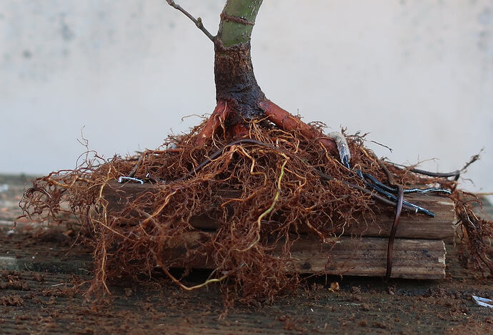 acer palmatum arakawa 2026 03 02 (8)