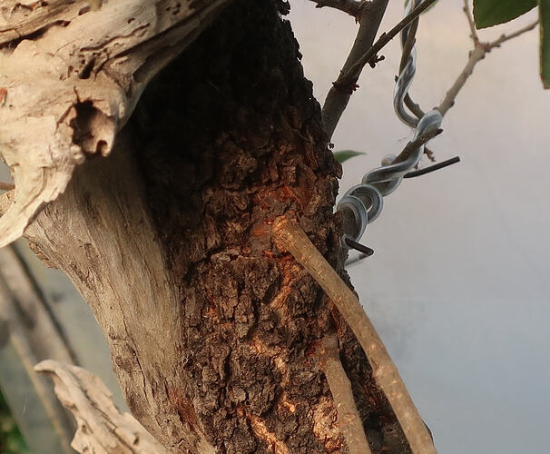 prunus mahaleb ikigai 2025 08 11 (1)