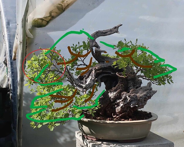 2025 04 23 Cotinus coggygria (1virtEDO2)
