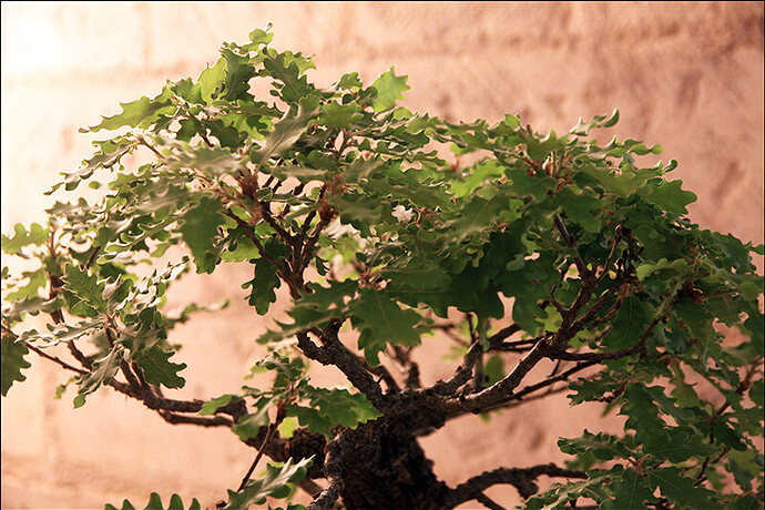 2025.05.25(13)copie1