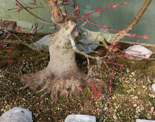 acer palmatum beni tsukasa 2025 03 21