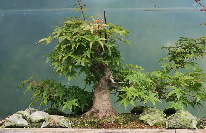 acer palmatum beni tsukasa 2023 07 12 (3)