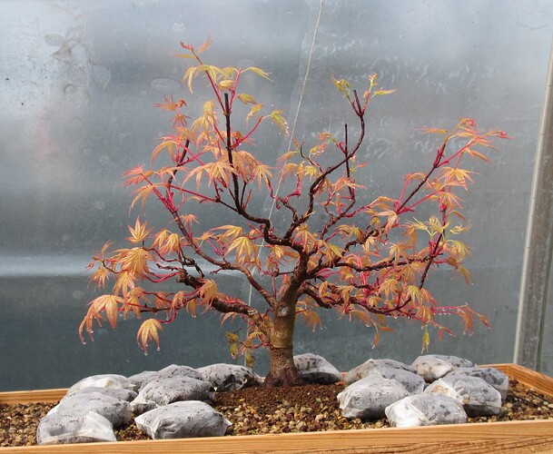 acer palmatum beni tsukasa 2019 04 17 001