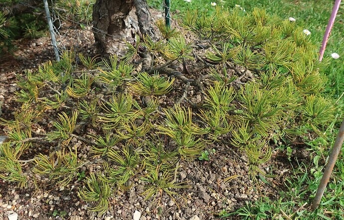pinus pentaphylla shari 2025 04 24 (3)