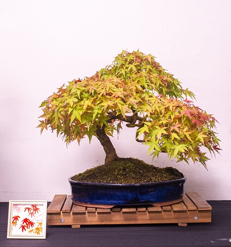 IMGP2955