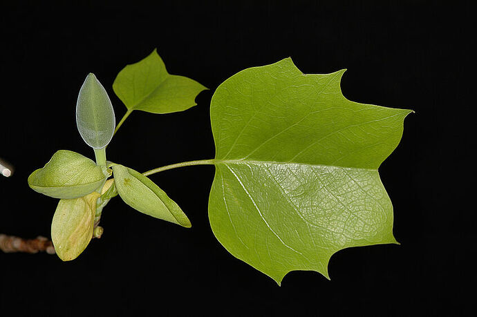 csm_liriodendron_tulipifera_02_qu_orig_a16c74b811