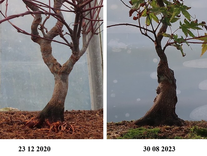 acer palmatum deshojo 2023 08 30 (4)virt