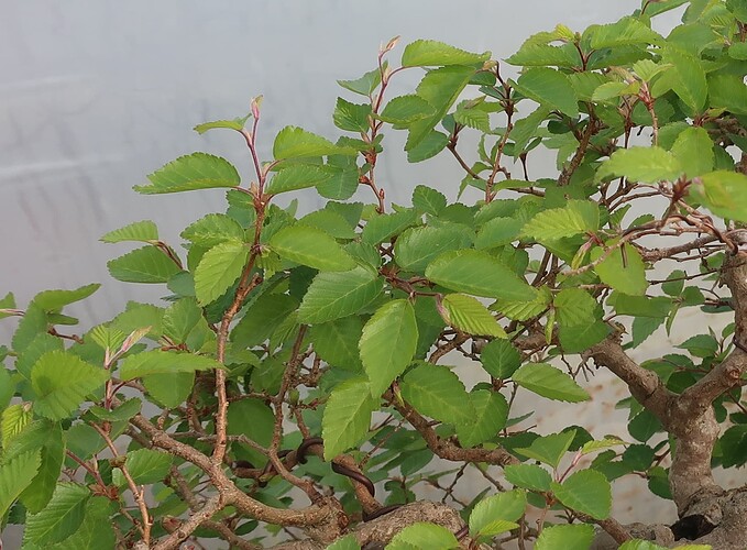carpinus coreana 2025 04 28 (1)