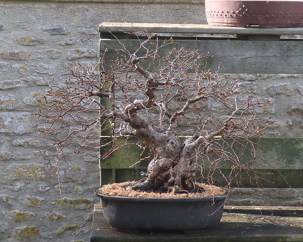 carpinus coreana 2026 03 05 (9)