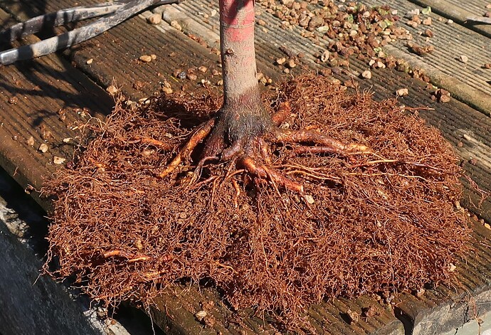 acer palmatum senkaki 2023 04 04 (5)