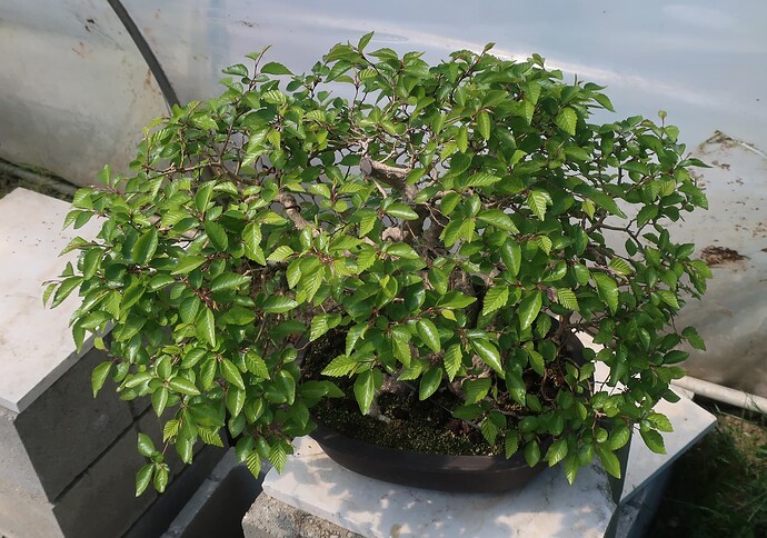carpinus coreana 2025 04 29 (1)