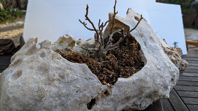 figuier pierre (6 sur 8)