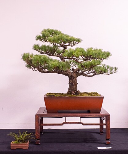 IMGP2953