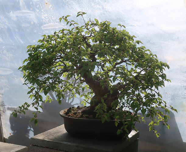 carpinus coreana 2026 04 13