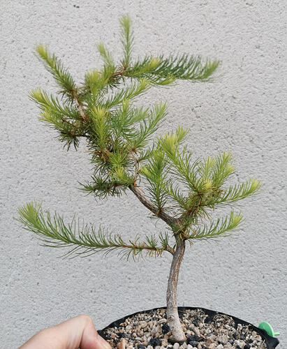 Screenshot_20260721_011904_com.lapoteriedubonsai.la_collec_de_bonsai_edit_168581546091463