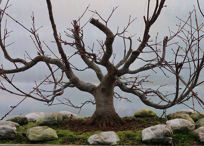acer palmatum beni tsukasa 2021 11 25