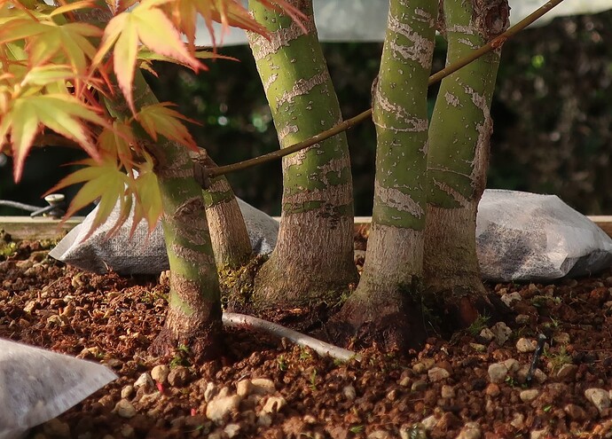 acer palmatum katsura 2025 03 23 (2)