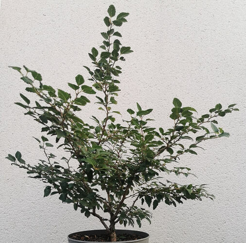 Screenshot_20260802_222754_com.lapoteriedubonsai.la_collec_de_bonsai_edit_36126482345008