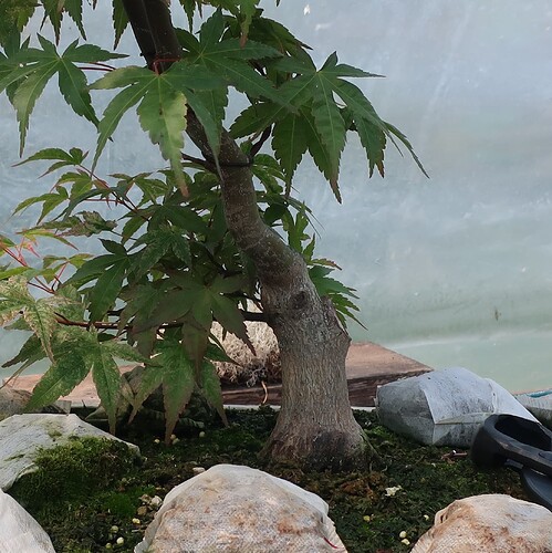 acer palmatum beni chidori 2021 06 24 (3)