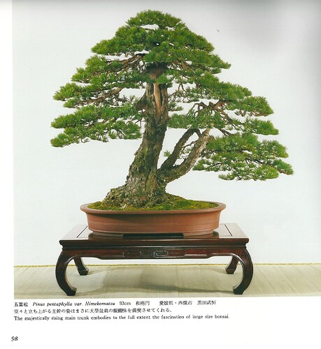 pinus pentaphylla kingii1 kokufu